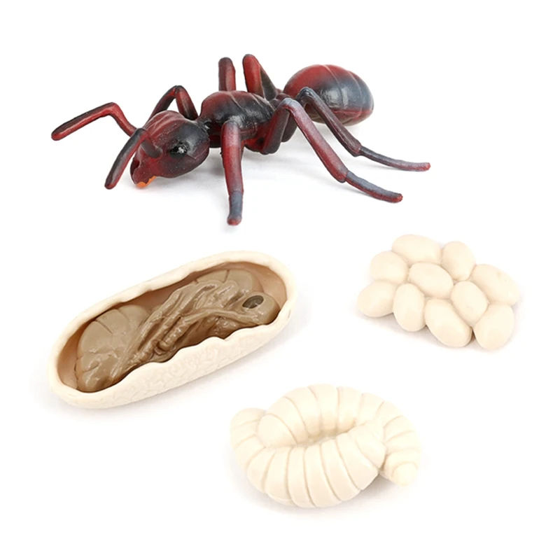 

Simulation Ants Animal Life Cycle,Insect Growth Cycle Model Life Action Figures Educational Kids Toys