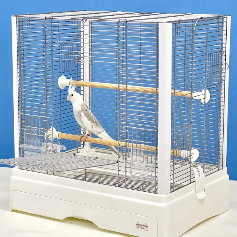 Попугай Paloma