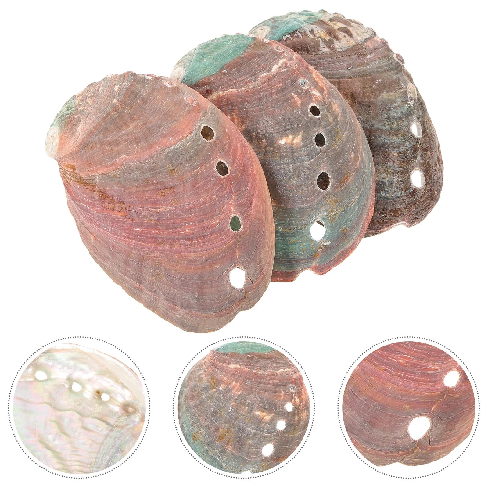 

3 Pcs Fish Aquarium Kit Abalone Shell Decoration Tableware Offering Holder Smudging Ornament Smudge Bowl Natural