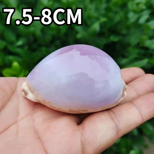 

Морская раковина улитки