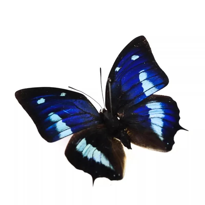 Настоящие образцы бабочек цианея полиграфа популярное научное обучение сделай