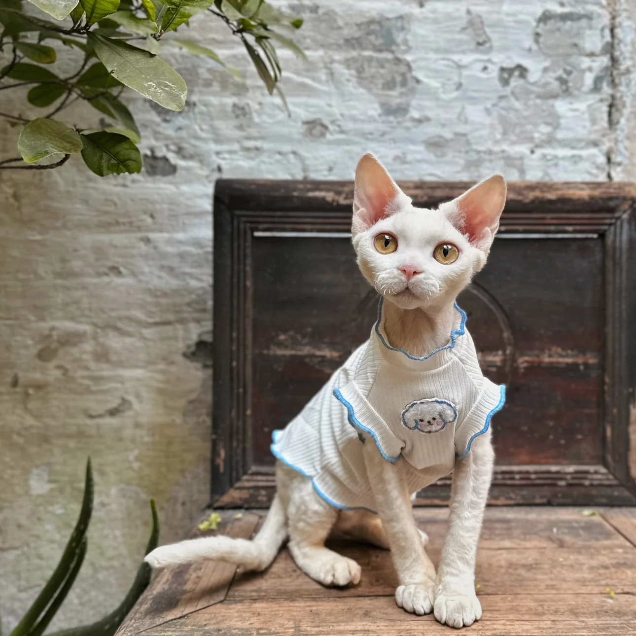 Summer Sleeveless Vest Clothes Devon Rex Conis Costume Sphinx Pet Cat Apparel Kitten Outfits Hairless Cat Clothes for Sphynx