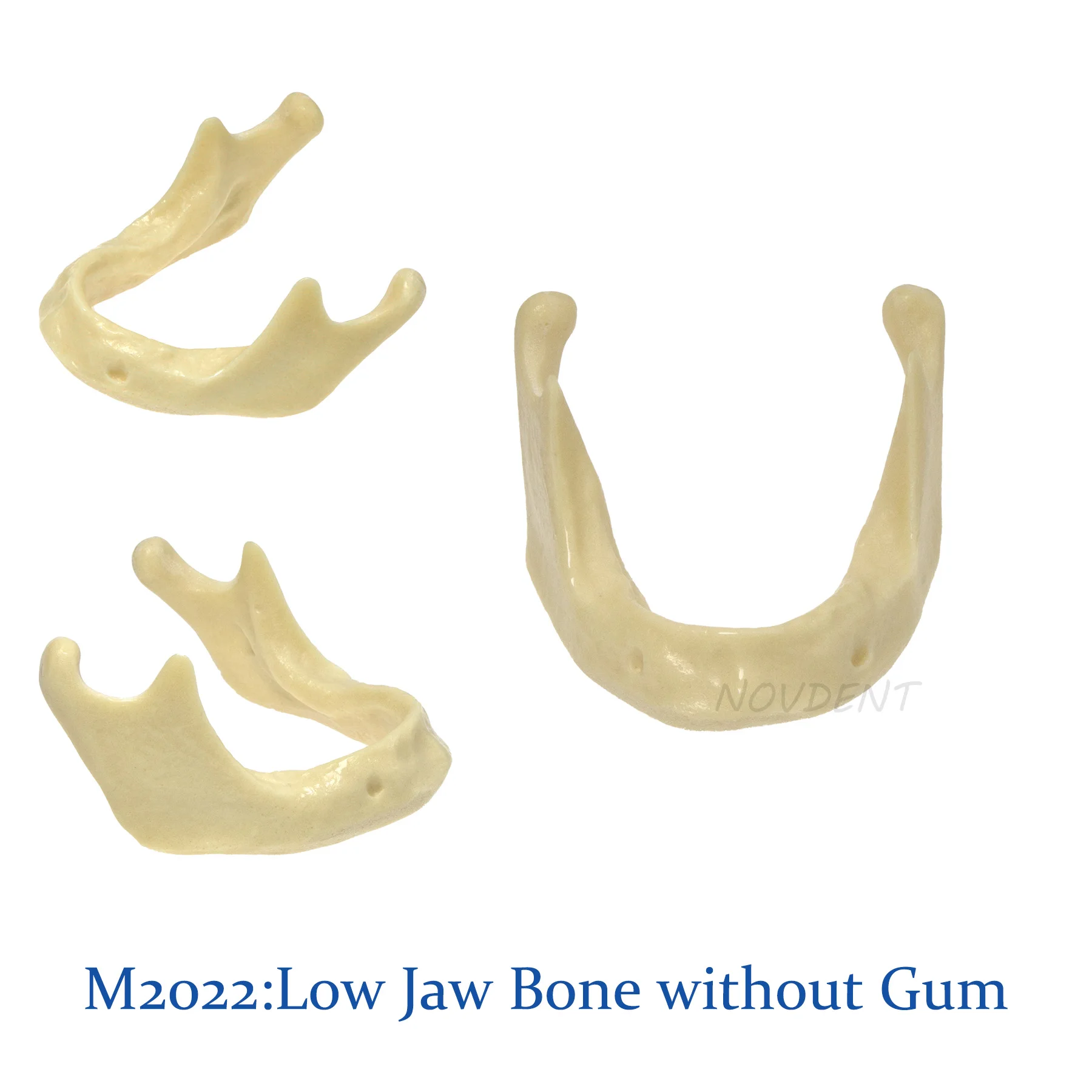 Стоматологическая модель челюсти для базовой установки импланта M2022