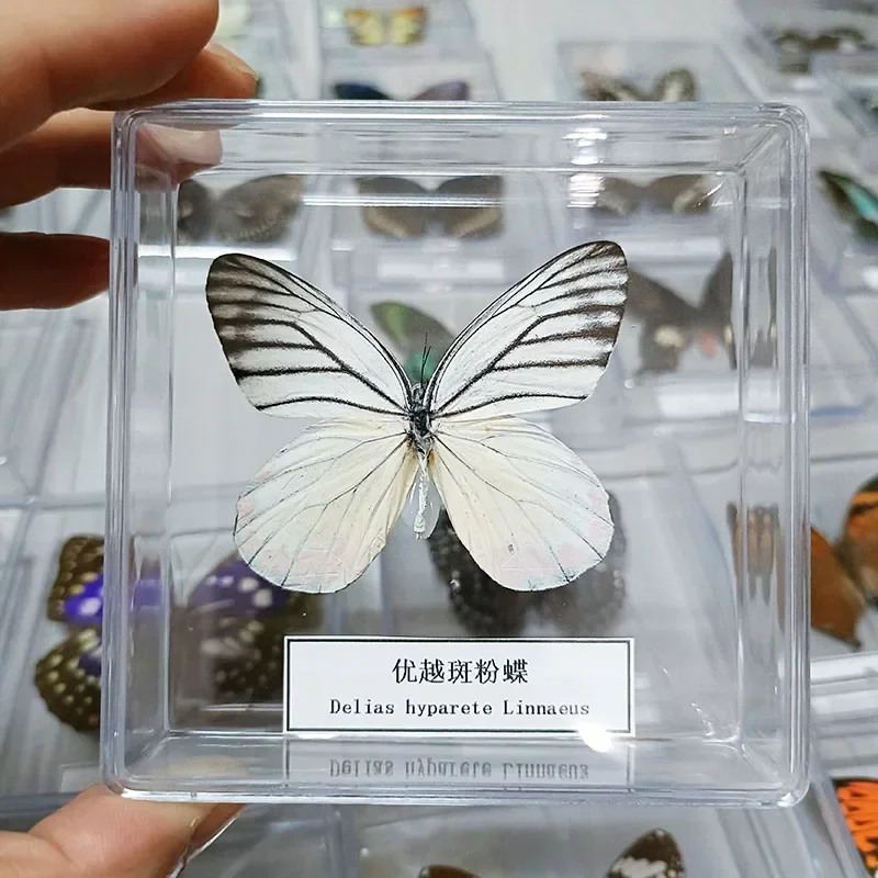 Настоящие образцы бабочек закрепленные в открытой акриловой прозрачной коробке