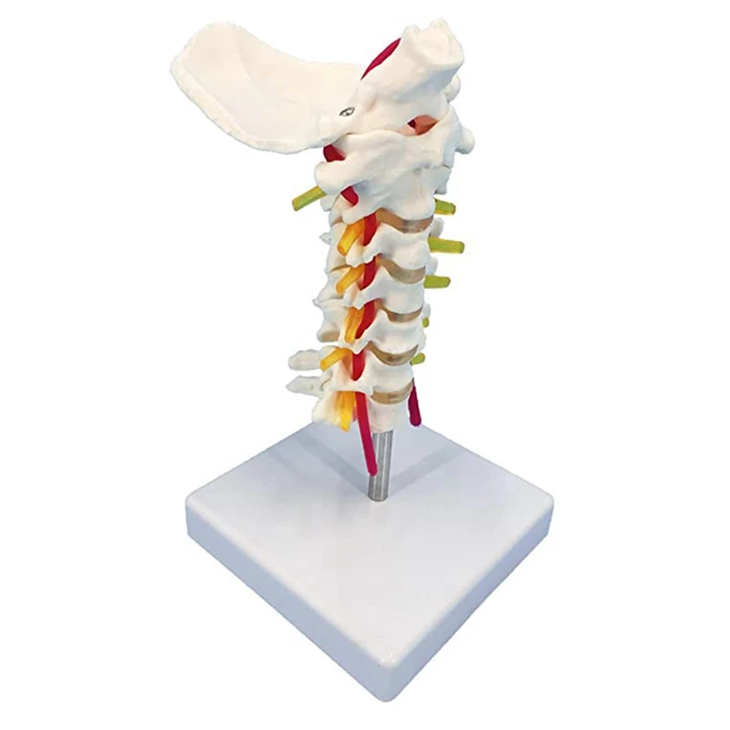 

Cervical Spine Model With Nerves, Life Size Cervical Vertebral Spine Spinal Nerves Anatomical Model With Stand