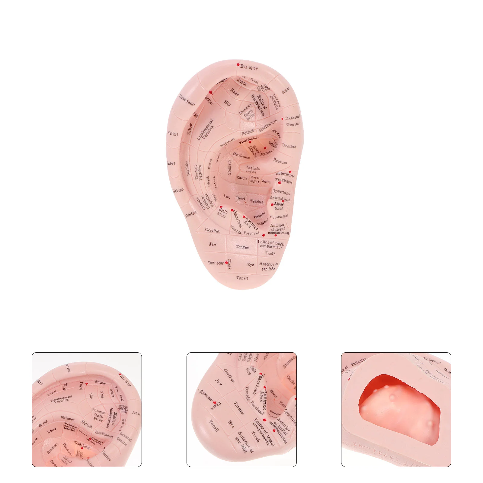 

Ear Model Tool Mold Kit Lettering Teaching Acupoint Paste Soft Vaccaria Press Chinese Learning Stickers Auricular Needle Anatomy