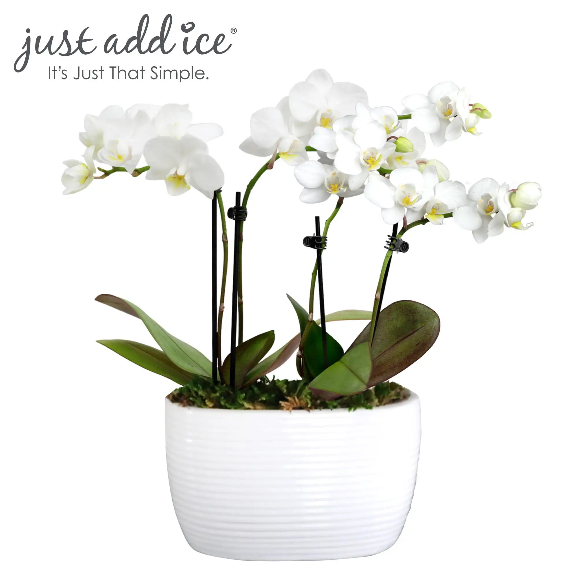 

Just Add Ice 6-10" White and Yellow Mini Orchid Duo Live Plants in 4" White Ceramic Planter, House Plant