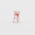 1 шт., стоматологическая хирургия, резиновая модель для эндодонтической практики, с цветным корневым каналом, модель для обучения зубам