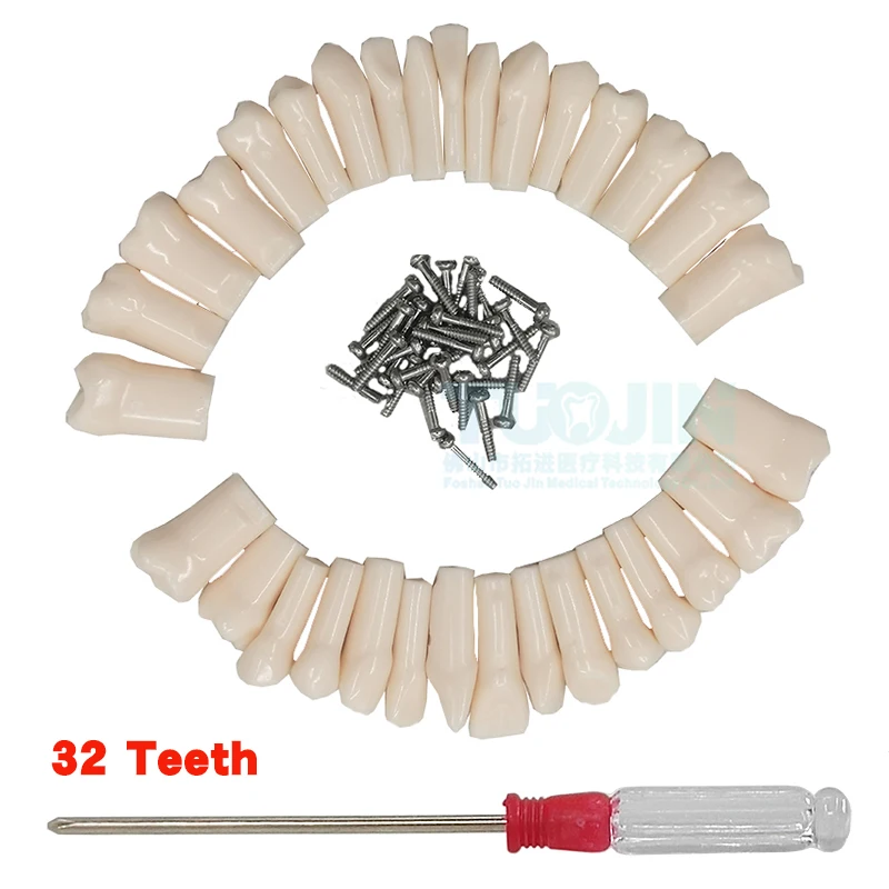 Free Shipping Dental Resin Teeth Typodont Model 32 Removable Screw Fixed Tooth Dentisit Lab Oral Endodontics Internship Teaching