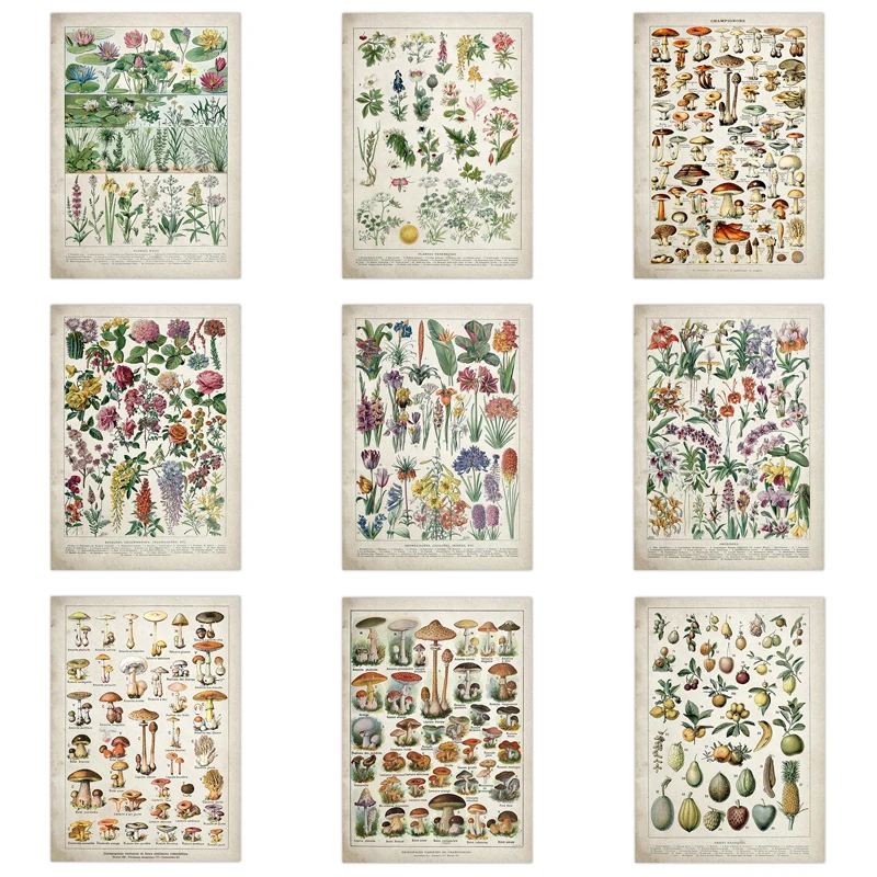 

Botanical Educational Wall card Mushrooms Champignons Identification Reference Chart Diagram Illustration Print Tin Sign