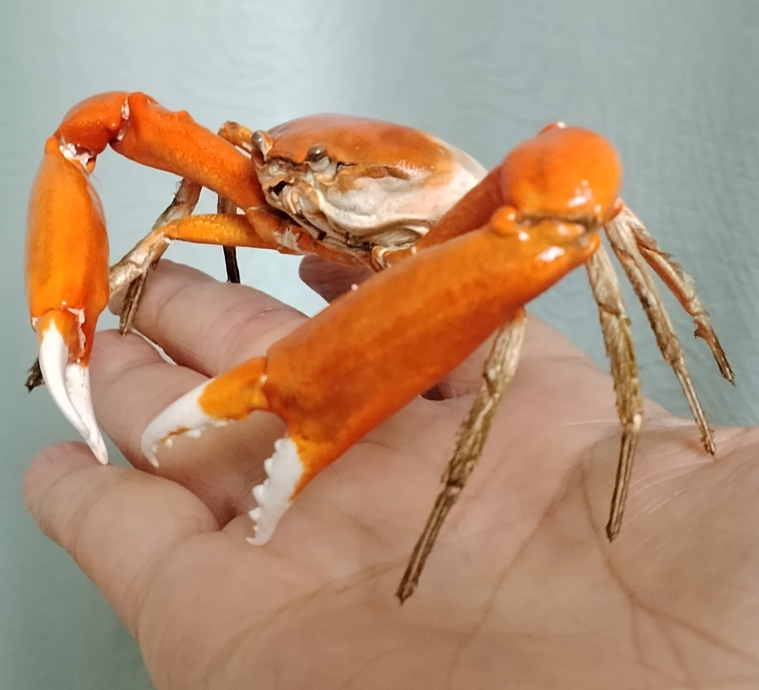 

Натуральный образец краба Carcinoplax Sinica ORIGIFTS