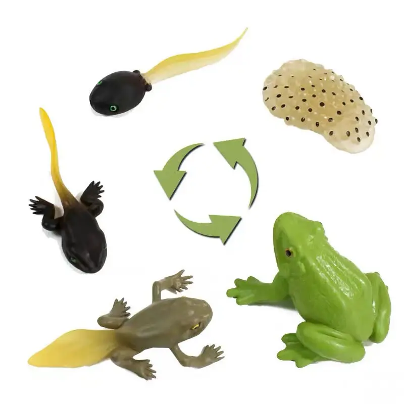 

Tadpole Frog Evolution Toy for Kids Amphibian Cognition Children Creative Parent Child Early Education Kindergarten Models 2022