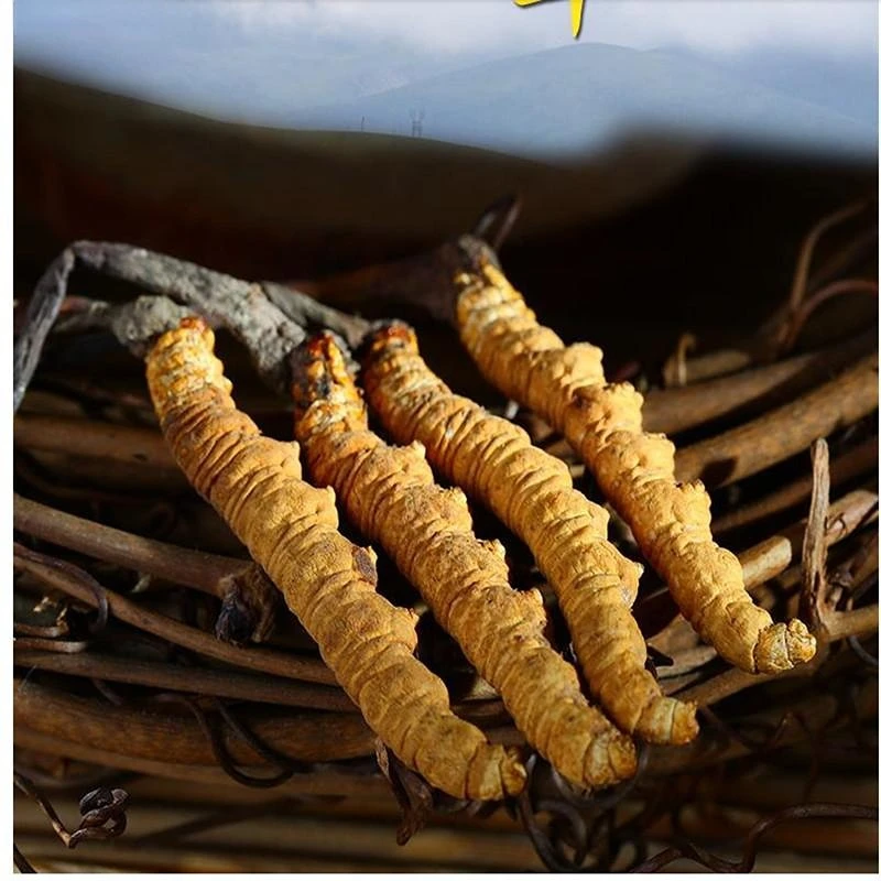 

High Quality Nature Wild Cordyceps Sinensis Health Care Gift From Tibet Organic Himalayan Cordyceps Sinensis Kitchen Decoration