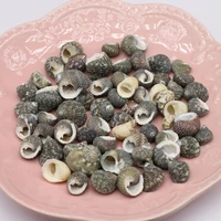 100g small natural shells conch craft diy charms for bracelet making earrings jewelry supplies fish tank aquarium ornament decor