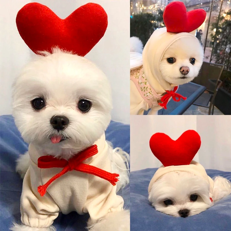 Новинка на раннюю осень свитер для любимых питомцев Тедди Бишон фриус