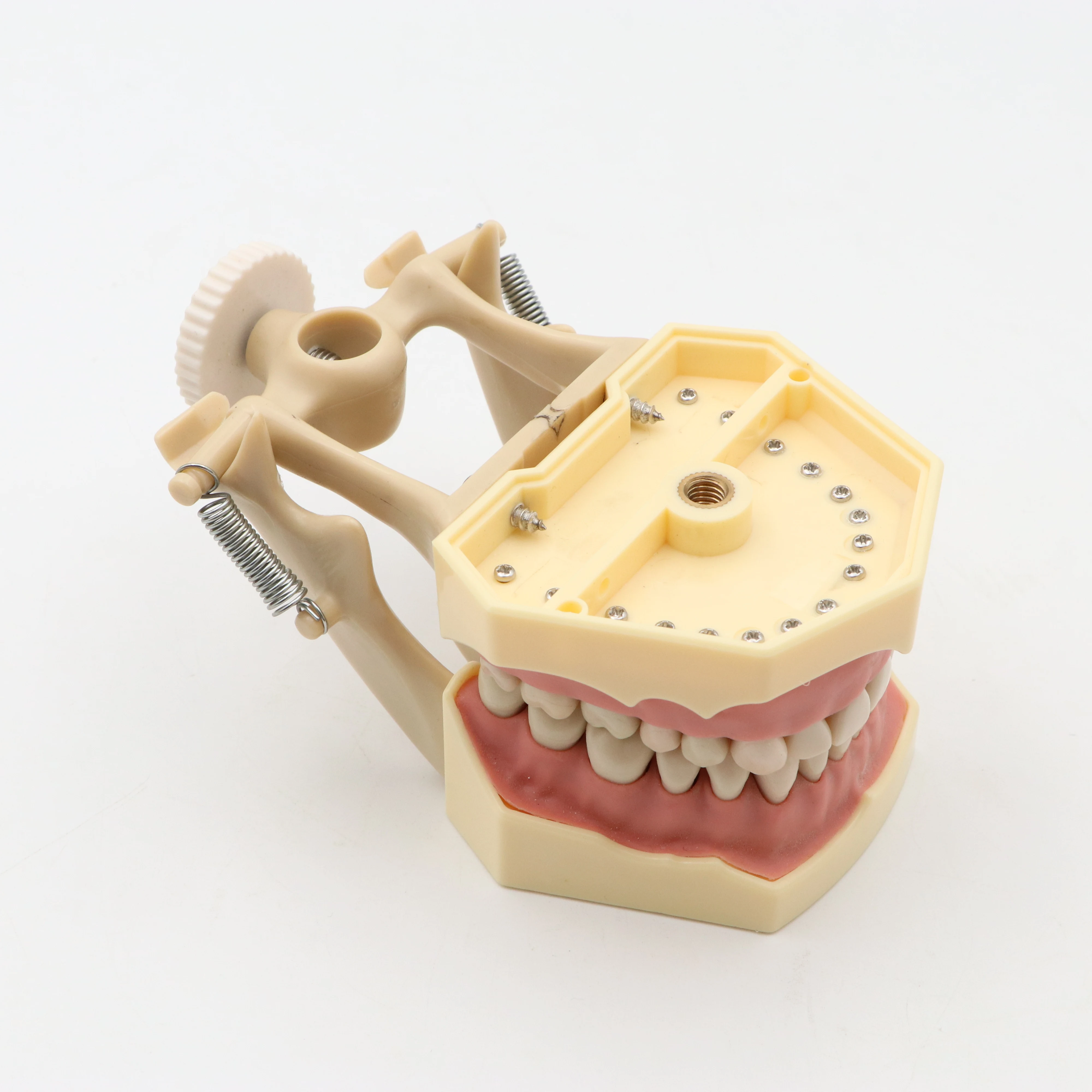 Параметры 32 шт. зубных щеток и зубов Типа SF для обучения стоматологии