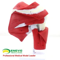 medical shoulder joint muscle tendon model of human muscle anatomy model fitness system