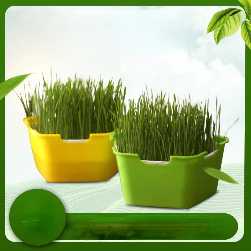 

Sprout Planting Pot Bean Sprouter Seedling Tray Wheat Grass Growing Germination Healthy Sprouts for Salads Home Garden Supplies