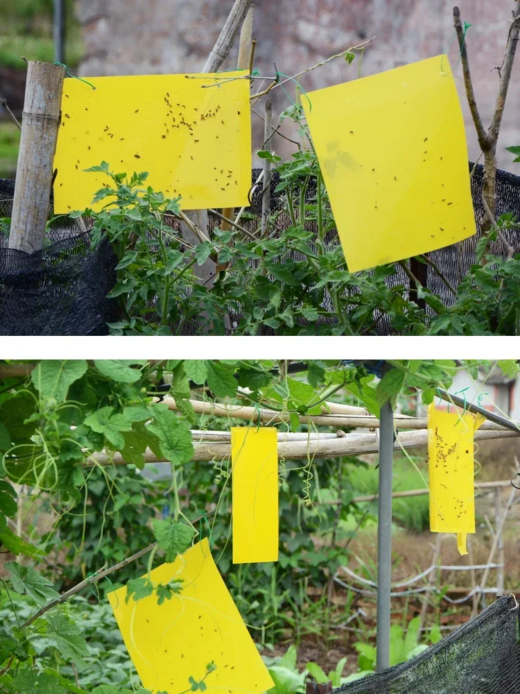 Клейкая доска двусторонняя приманка для насекомых из ПВХ уничтожения маленькая