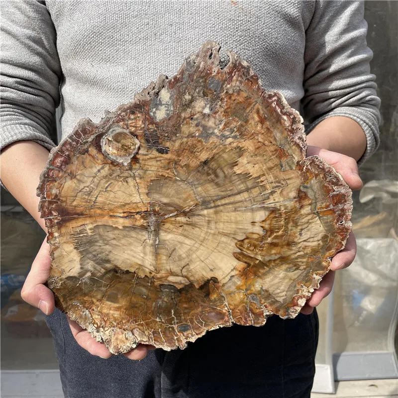 

3.05kg Natural Petrified Wood Specimen Semi-precious Stone Slices Crystals Healing Stones for Home Decor