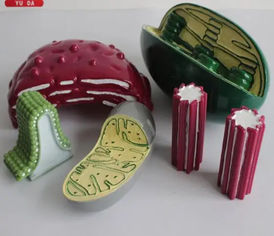 

Organelle structure model Biological experimental instrument
