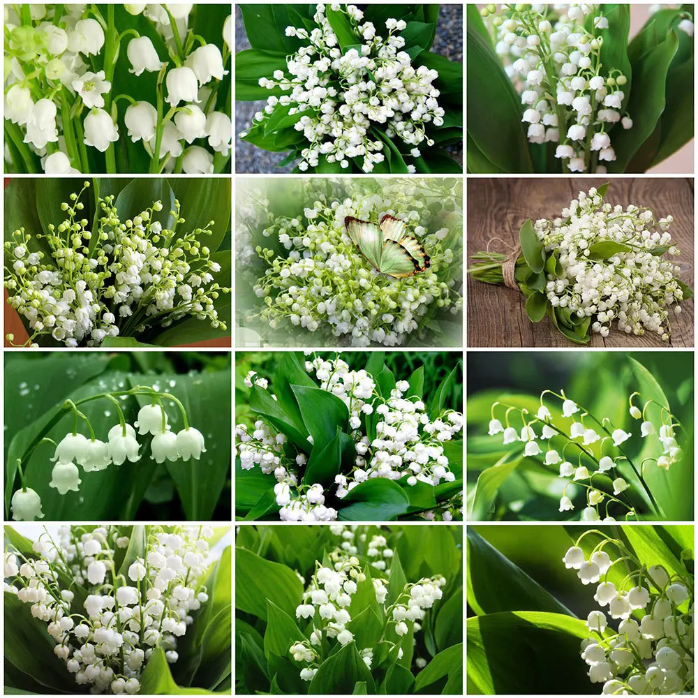 

5D Diy Diamond Painting Lily of The Valley Full Rhinestones Embroidery Mosaic Art Cross Stitch Kits Home Decor New Arrivals 2023