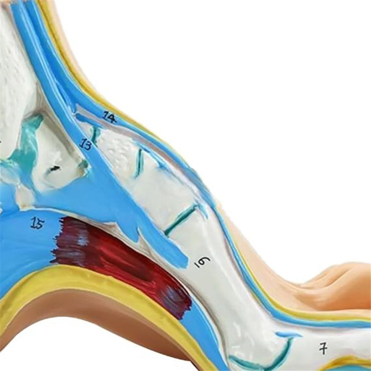 Анатомическая модель стопы Модель анатомии человека нормальной плоской арочной