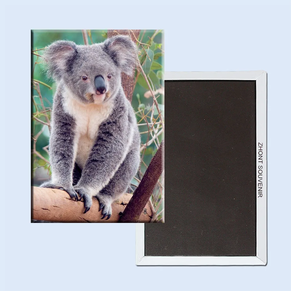 

10K Landmarks Magnets ,Australian koala Rectangle Metal Fridge Magnet 5476 Tourism Souvenir