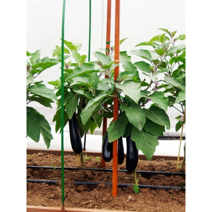 Seeds eggplant andryusha F1/agrofirm partner/3 Pack |