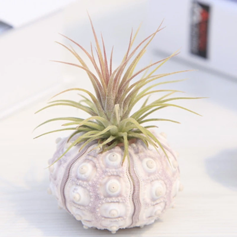 2024 Новые воздушные растения морской еж настольный держатель Tillandsia миниатюрные