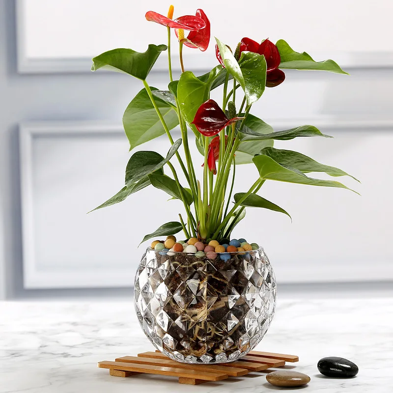 

Small Vase Glass Hydroponic Bottle Plant Pot Green Flower Vase Transparent Living Room Flower Arrangement Crystal Ball