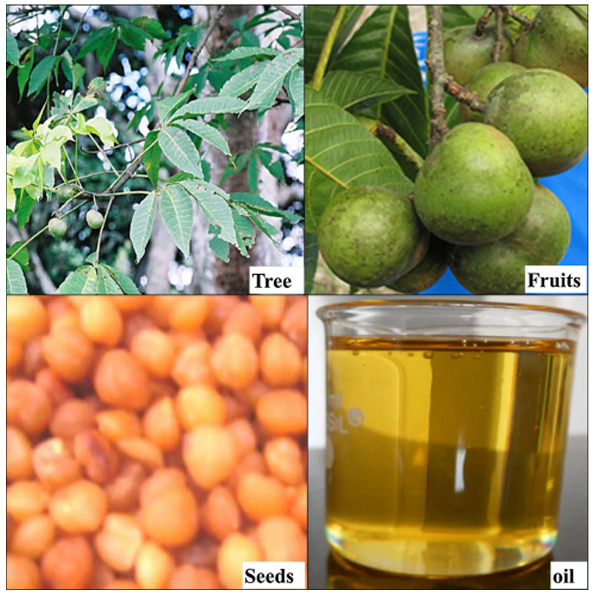 Массажное масло для бедер из Западной Африки увеличивает изгиб ваших кривых с