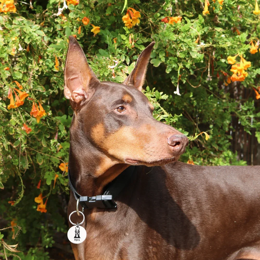 Персонализированные идентификационные ошейники для собак аксессуары животных с