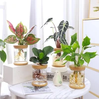 plastic vase home decor hydroponic plants plant pot clear flower vase anti glass flower pot living room decoration flowerpots