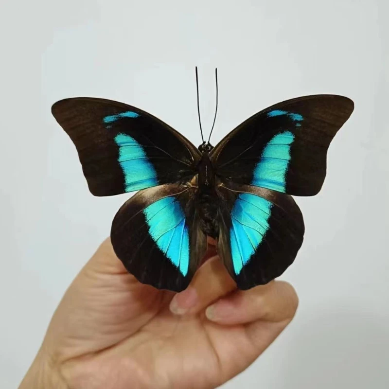 

Archaeoprepona Demophon Real Butterfly Insect Specimen Birthday Gift Student Gift Photography Science Popularization Home Decor