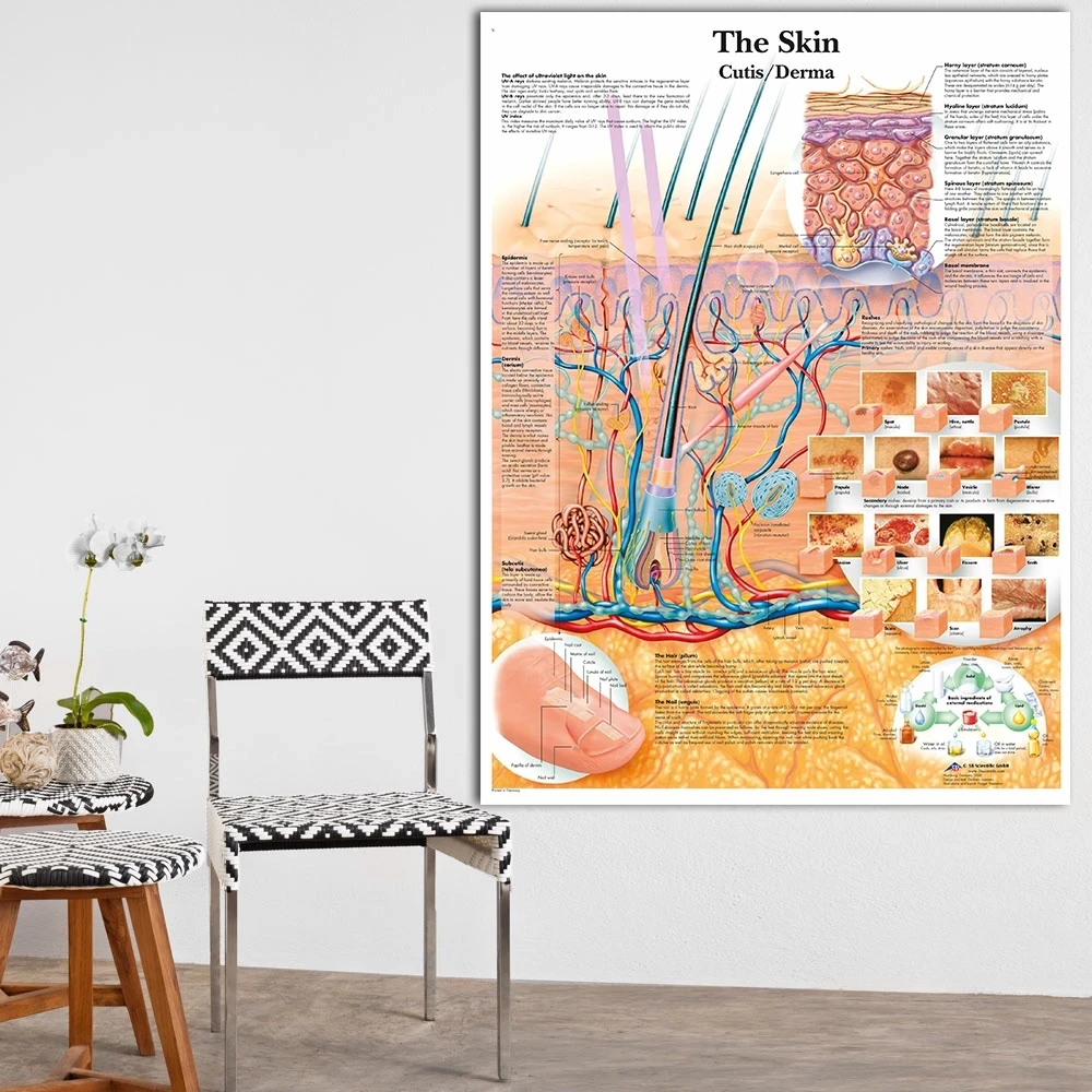 

Anatomy Dissection Skin Anatomical Charts Posters Laminated Canvas Print Wall Pictures For Medical Education Doctor Home Decor