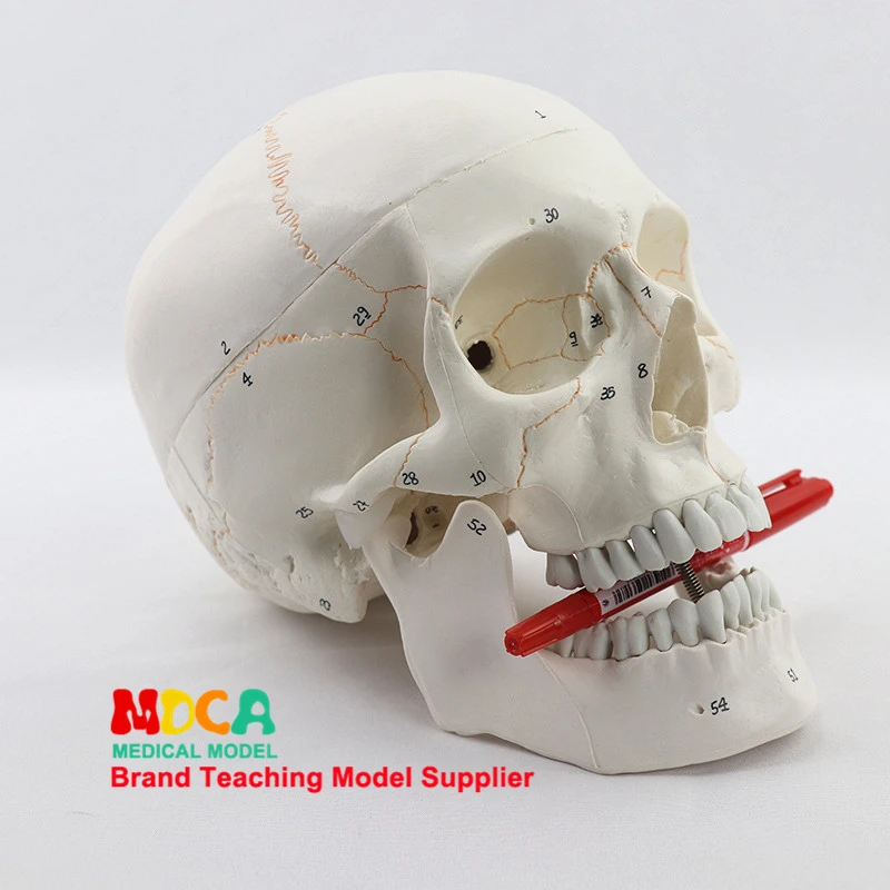 Life Size Human Skull Model Anatomical Anatomy Sample Digital identification Skeleton Head Medical Studying Teaching Supplies