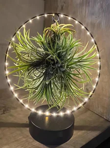 

Metal Circle Shape Frame Light for Plants