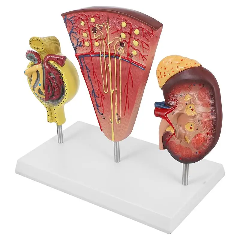 

Human Kidney Anatomical Model Enlarge Nephron Glomeruli Anatomy Model Study Kit