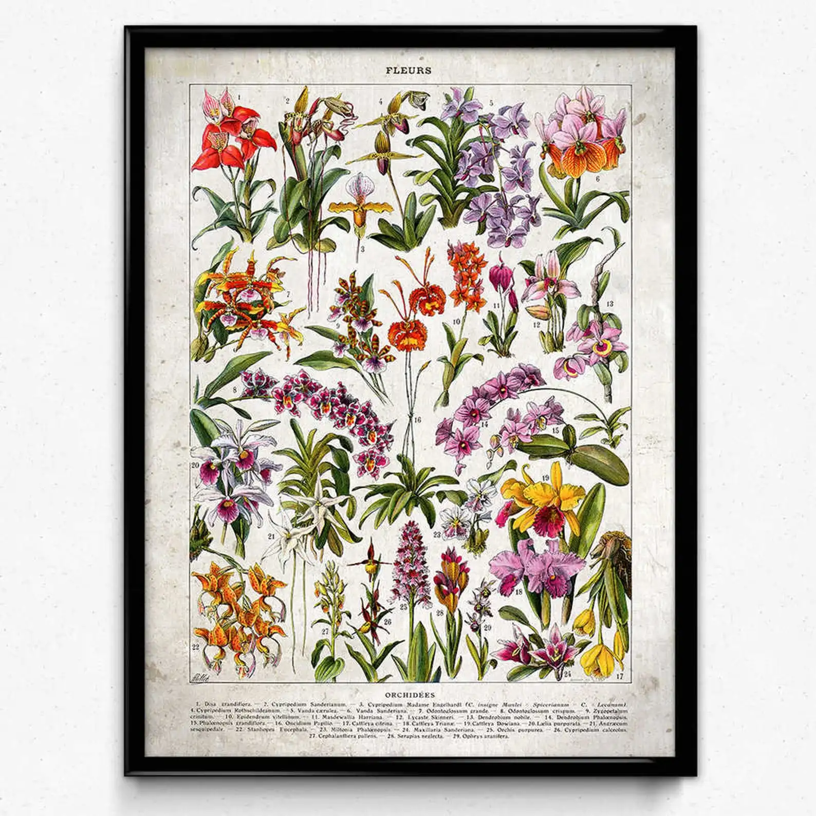 Плакат с дикими растениями ботанический цветок дерево фрукты школьное