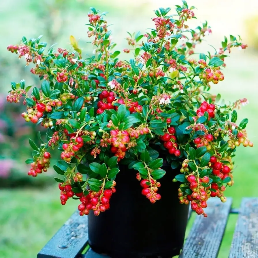 Брусника крупноплодная Файрболлз Мой сад