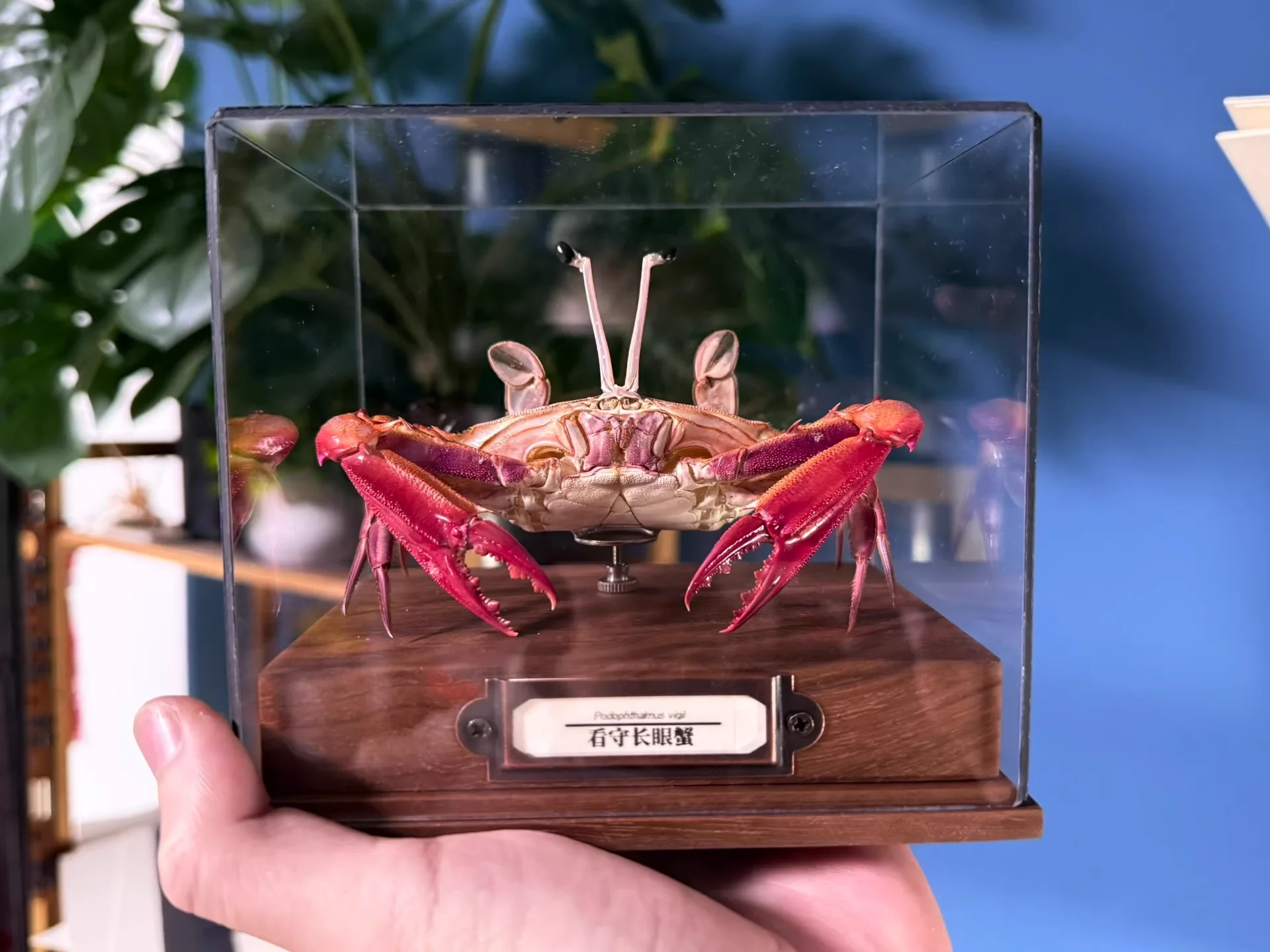 

Коллекционная статуэтка краба Podophthalmus Vigil