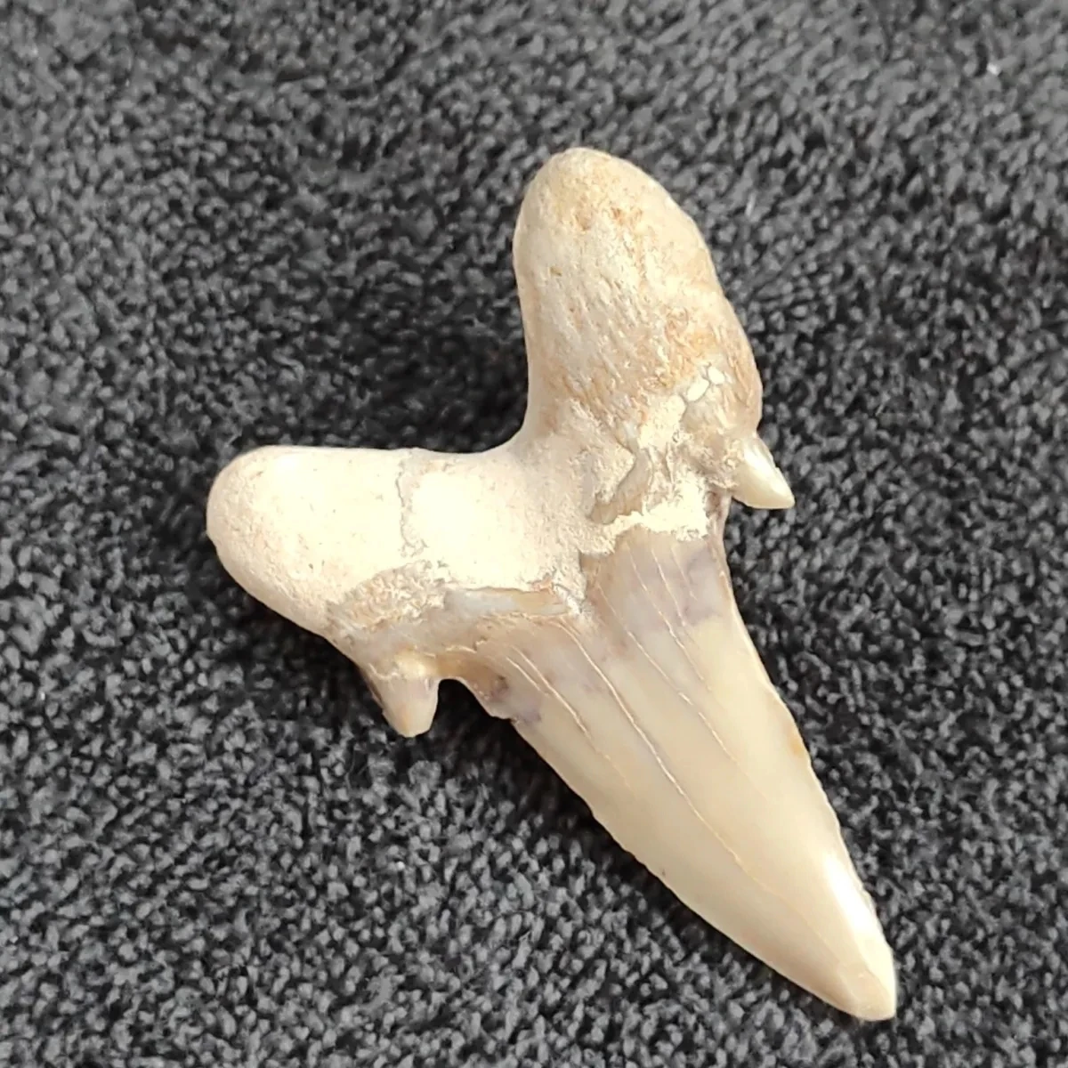 

Клинодон фотографический большой, 5 см, 1 шт.