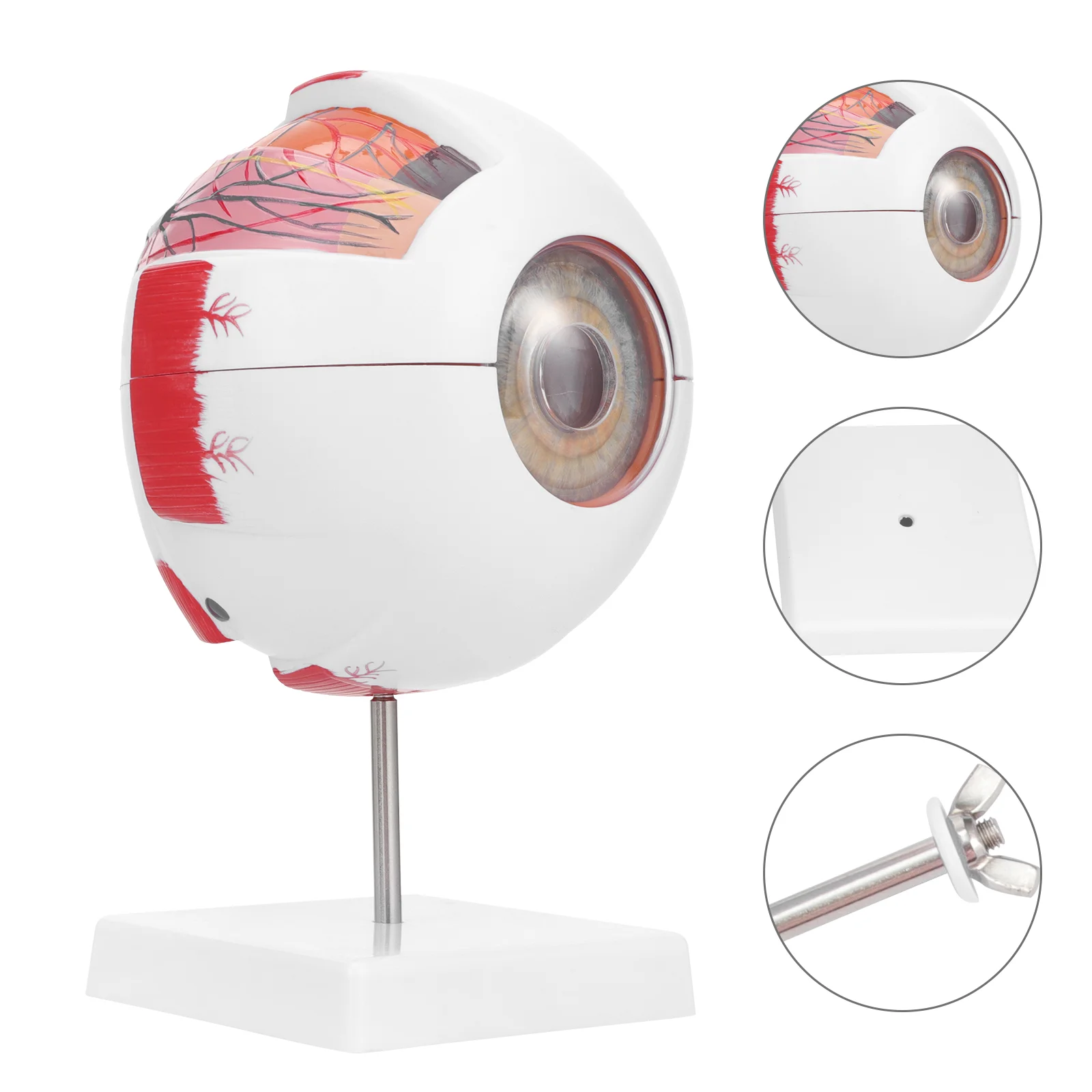 

Teaching Eye Model Simulate Human Eyeball Magnification Anatomy Medical Mannequin