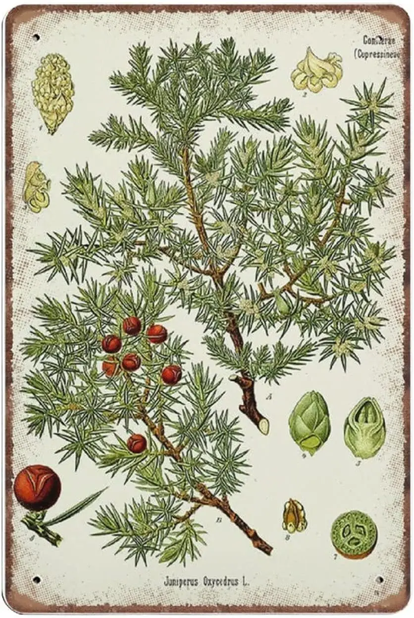 Винтажные жестяные вывески с растениями Juniperus Prickly Juniper Old Botany забавный
