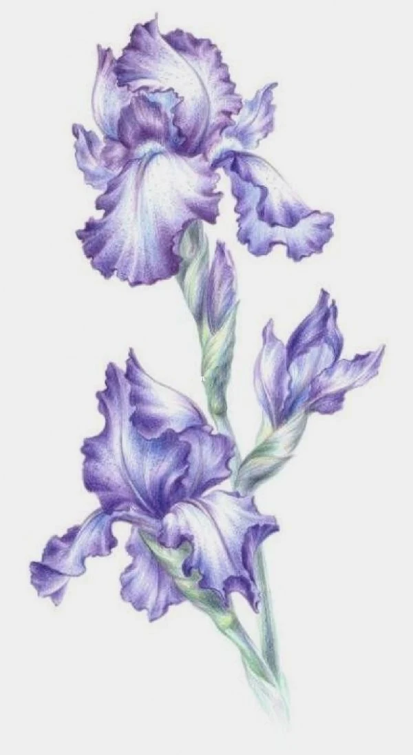 

Cross stitch Kit 14CT 18CT 25CT Canvas Cross Stitch DIY Embroidery Set DMC Threads Craft purple Iris 46-72