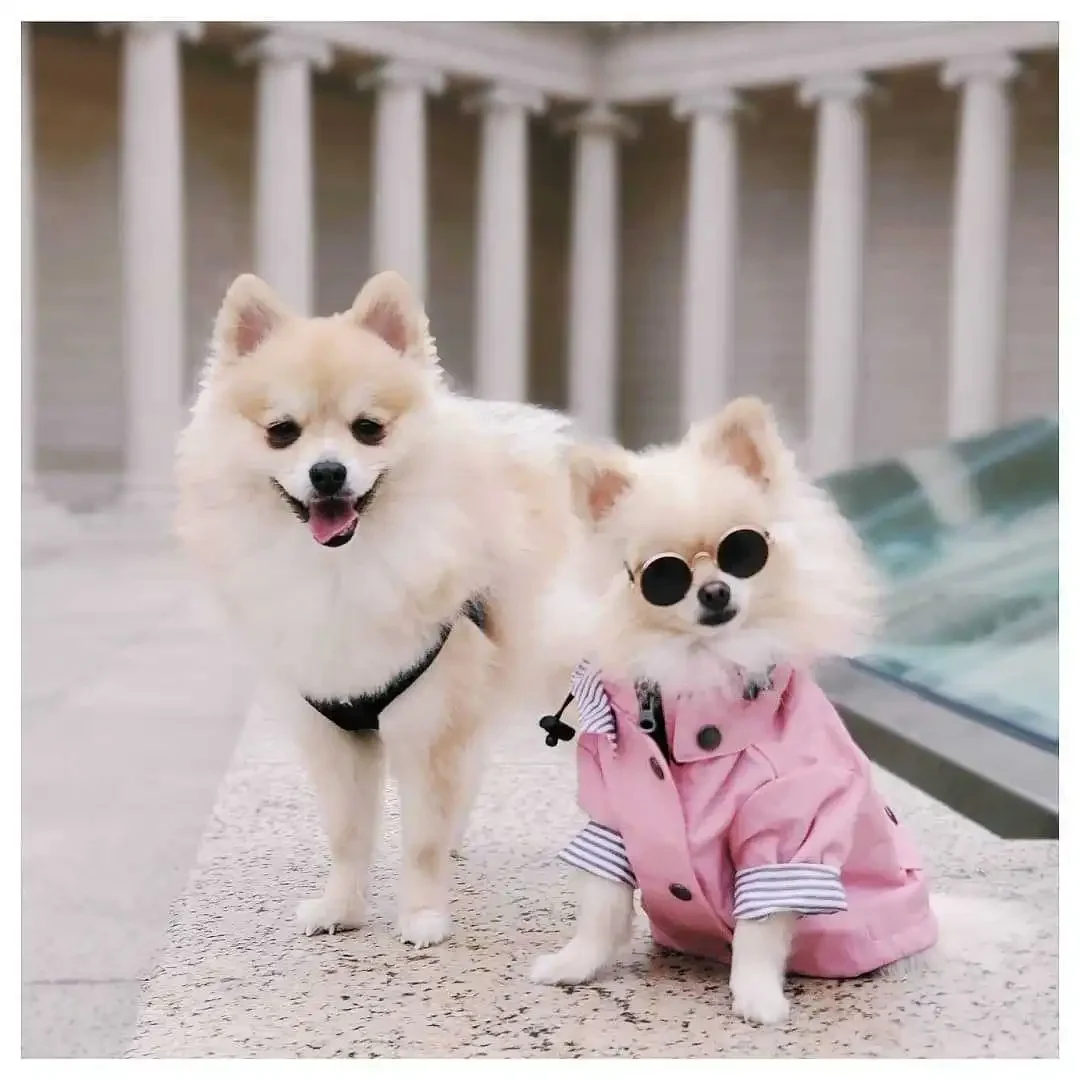 

British Retro Padded Windproof Rainproof Dog Raincoat Pet Dog Jacket Coats Small Dog Clothes for Small Large Dogs