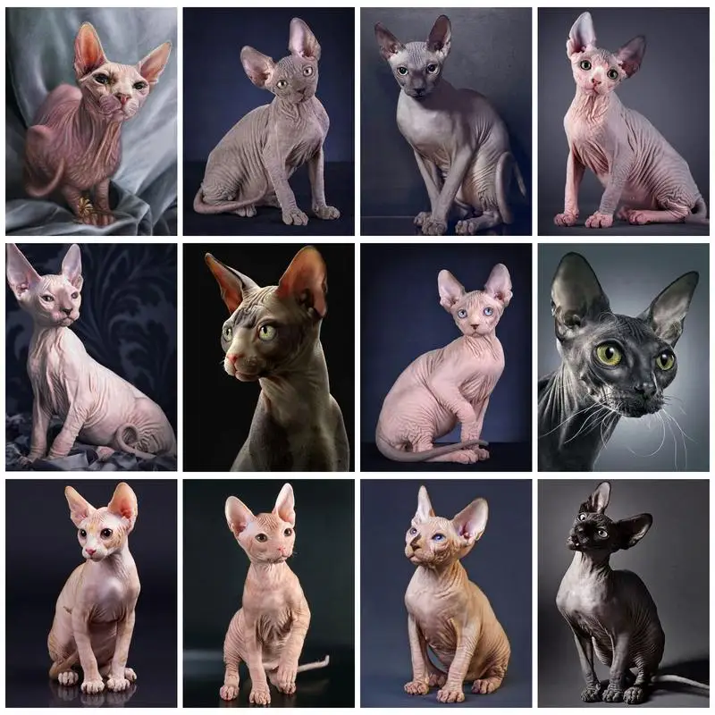 

CHENISTORY 60x75cm Oil Painting By Numbers Cat DIY Pictures By Numbers On Canvas Animal Frameless Hand Painting Home Decor