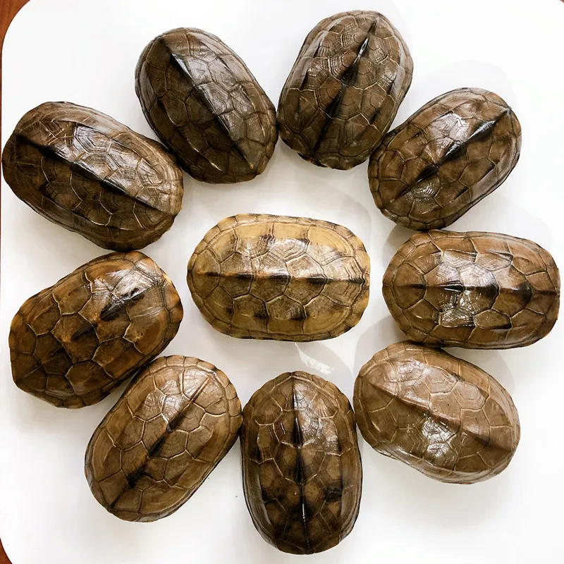 

1-10 Pieces of Unique Turtle Shell Taxidermy Decoration/Collection (10-12CM)