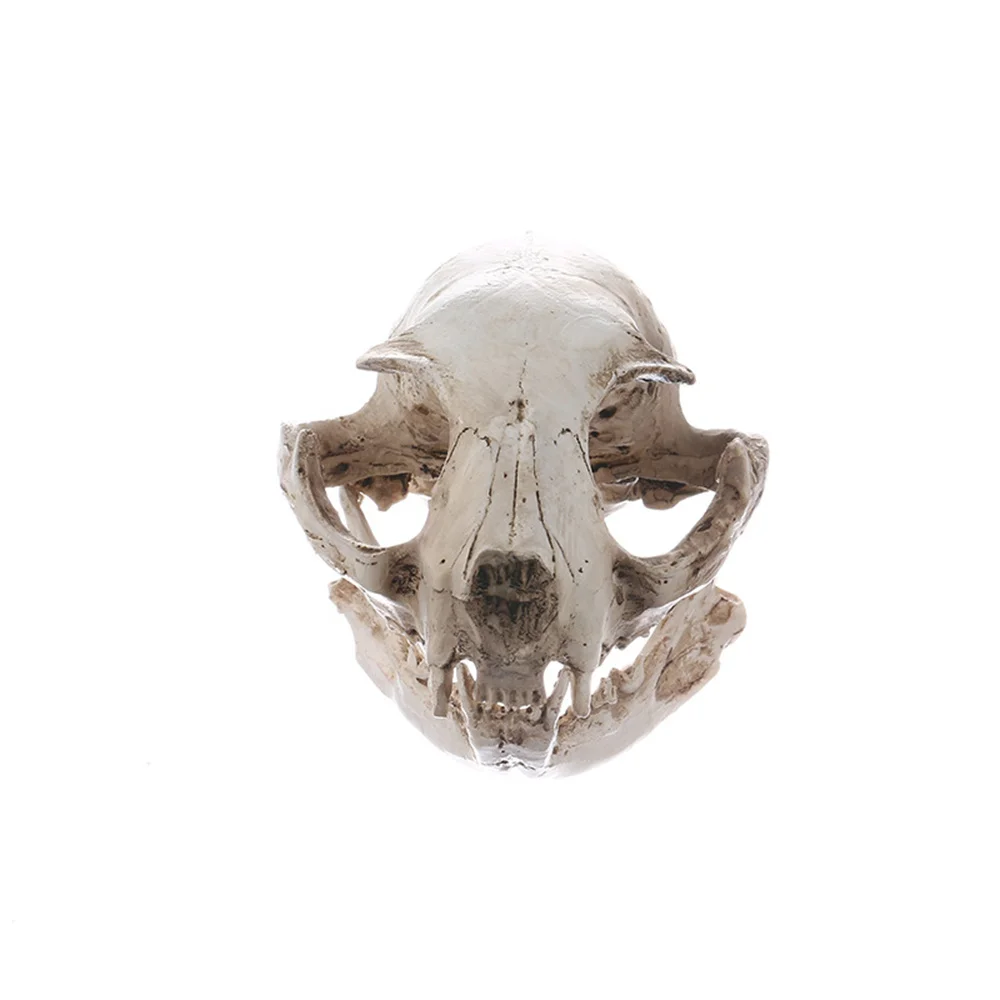 

Skull Ornaments Charming Intriguing Skeleton Decoration High Quality Durable Skull Unique Halloween Decorations Resin Crafts